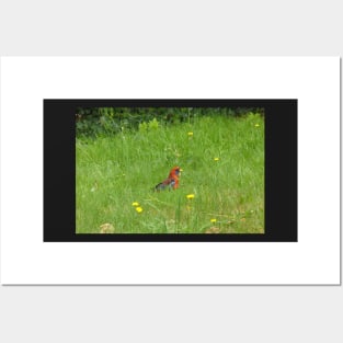 Crimson Rosella Collecting Dandelion Posters and Art